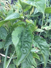 Odontonema cuspidatum
