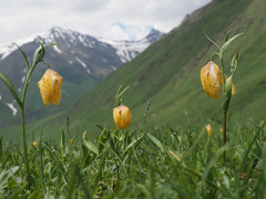 Fritillaria collina