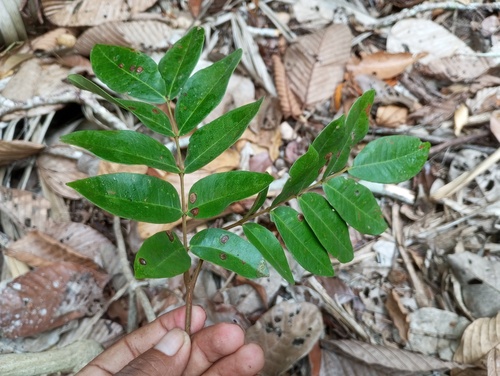 Barnebydendron riedelii, photograph 6