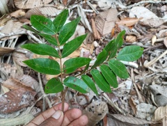 Barnebydendron riedelii, photograph (c) Robin Cañari Marzano, some rights reserved (CC BY)
