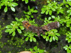 Lymantria mathura subpallida
