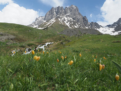 Fritillaria collina