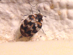 Bostrichoidea