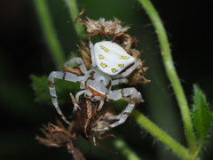 Thomisus okinawensis