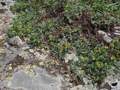 Sibbaldia parviflora