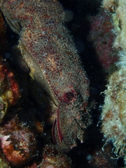 Scyllarides squammosus