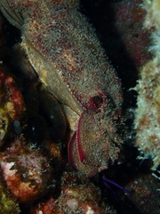 Scyllarides squammosus