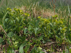 Sibbaldia parviflora