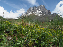 Sibbaldia parviflora