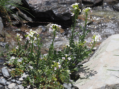 Cardamine uliginosa