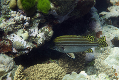 Plectorhinchus lessonii