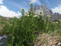 Cardamine uliginosa