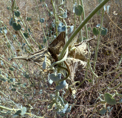 Pergularia tomentosa