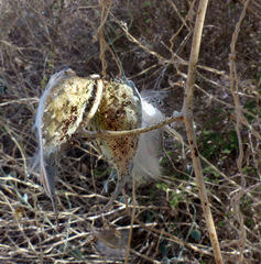 Pergularia tomentosa