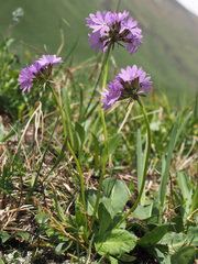 Primula algida