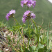 Bird's Eye Primrose - Photo (c) Felix Riegel, some rights reserved (CC BY-NC), uploaded by Felix Riegel