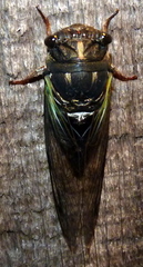 Neotibicen lyricen engelhardti