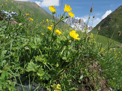 Ranunculus breyninus