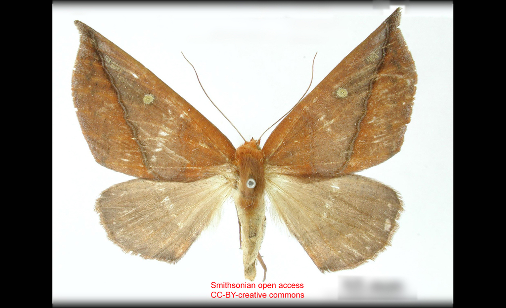 Bassania acuminata
