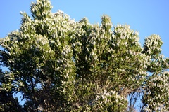 Taxandria juniperina