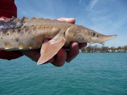 Lake Sturgeon