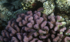 Pseudocheilinus hexataenia