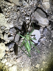 Neobarrettia spinosa