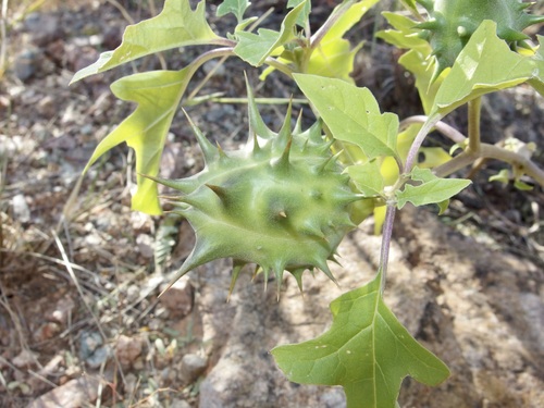 Image of Datura quercifolia by (c) Sue Carnahan, some rights reserved (CC BY)