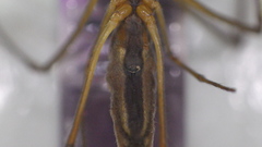 Tetragnatha nitens