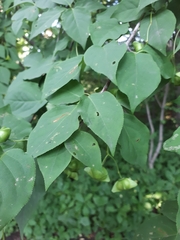 Euonymus maximowiczianus