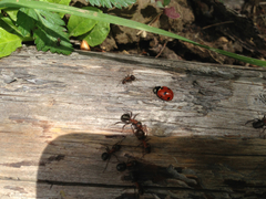 Coccinella magnifica
