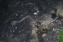 Lampropeltis alterna