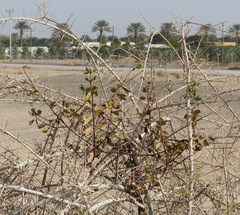 Plicosepalus acaciae