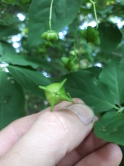 Euonymus maximowiczianus