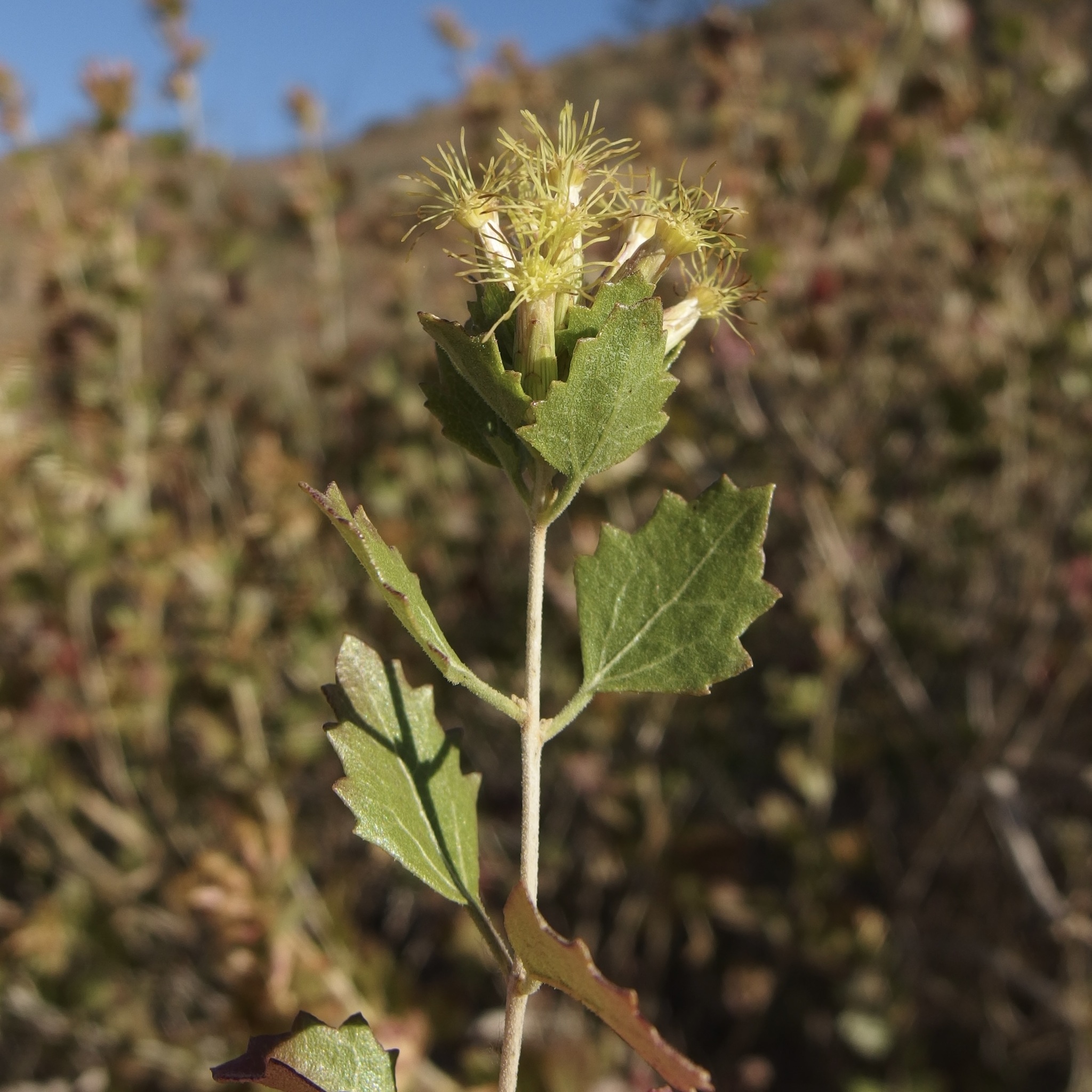 Brickellia baccharidea