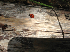 Coccinella magnifica