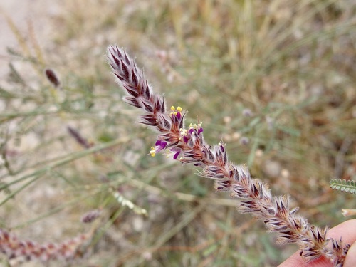 Image of Dalea pringlei by (c) Sue Carnahan, some rights reserved (CC BY)