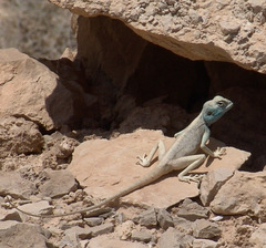 Pseudotrapelus sinaitus