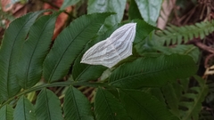 Acropteris leptaliata
