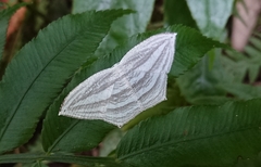 Acropteris leptaliata