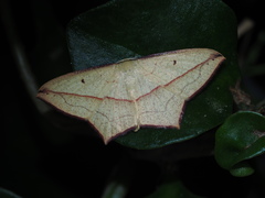 Timandra convectaria