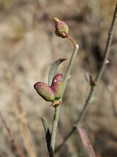 Image of Thamnosma texana by (c) Sue Carnahan, some rights reserved (CC BY)