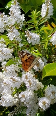 Vanessa cardui