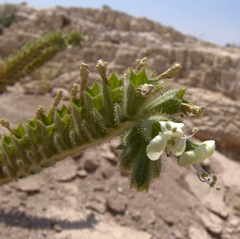 Hyoscyamus desertorum