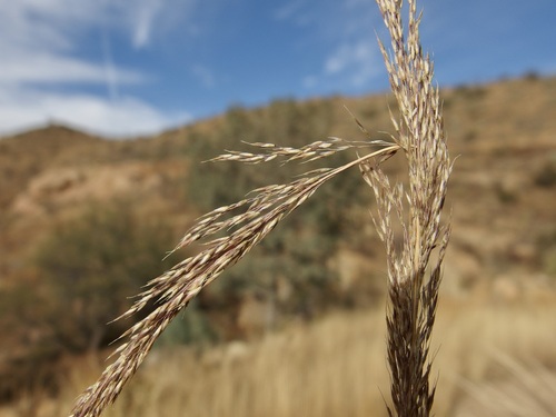Image of Muhlenbergia palmeri by (c) Sue Carnahan, some rights reserved (CC BY)