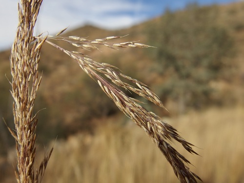 Image of Muhlenbergia palmeri by (c) Sue Carnahan, some rights reserved (CC BY)