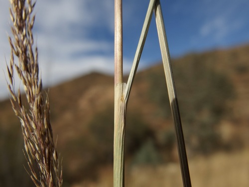 Image of Muhlenbergia palmeri by (c) Sue Carnahan, some rights reserved (CC BY)