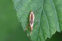 Harpella forficella