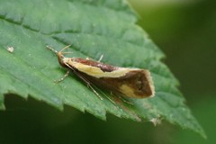Harpella forficella