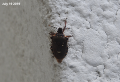 Pinthaeus sanguinipes